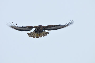 BUITEN BEELD Foto: 79425