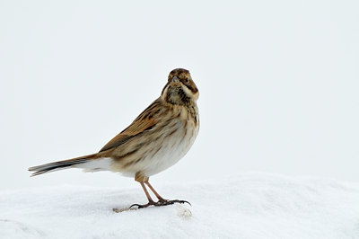 BUITEN BEELD Foto: 79428
