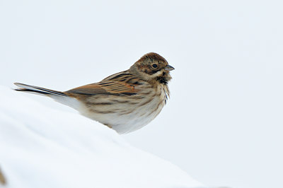 BUITEN BEELD Foto: 79429