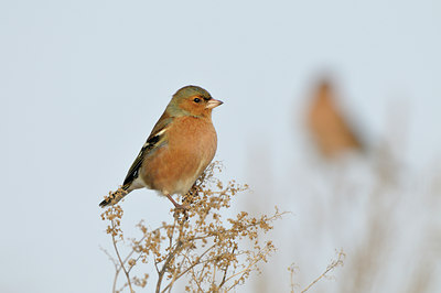 BUITEN BEELD Foto: 79430