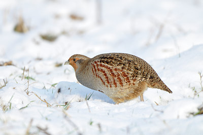 BUITEN BEELD Foto: 79431