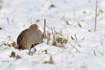 BUITEN BEELD Foto: 79433