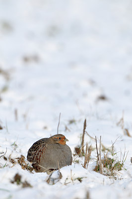 BUITEN BEELD Foto: 79434