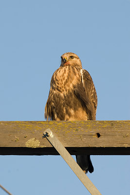 BUITEN BEELD Foto: 79444