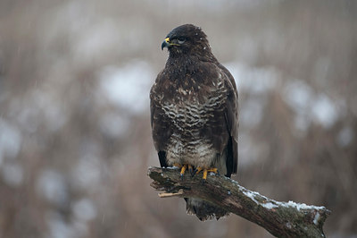 BUITEN BEELD Foto: 79460