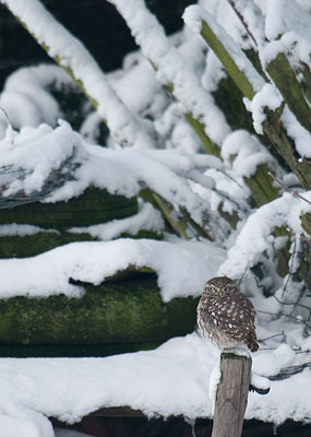 BUITEN BEELD Foto: 79482