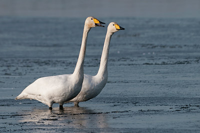 BUITEN BEELD Foto: 79485