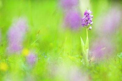 BUITEN BEELD Foto: 79520