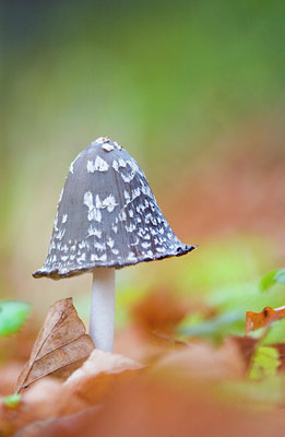 BUITEN BEELD Foto: 79524