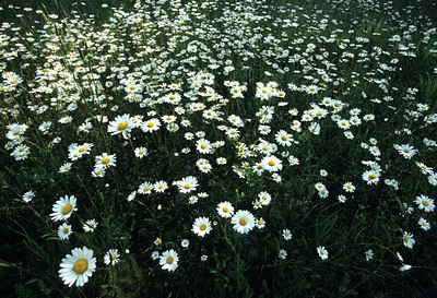 BUITEN BEELD Foto: 79546