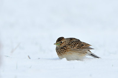 BUITEN BEELD Foto: 79602