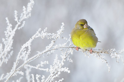 BUITEN BEELD Foto: 79605