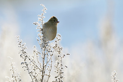 BUITEN BEELD Foto: 79606