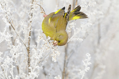 BUITEN BEELD Foto: 79609