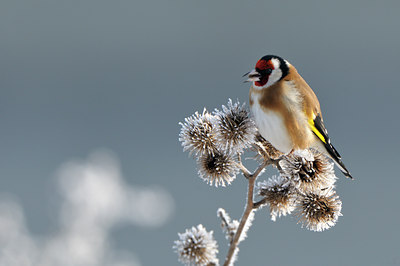 BUITEN BEELD Foto: 79615