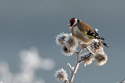 BUITEN BEELD Foto: 79616