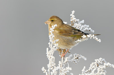 BUITEN BEELD Foto: 79617
