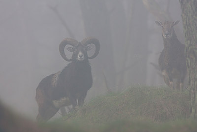 BUITEN BEELD Foto: 79681