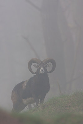 BUITEN BEELD Foto: 79682