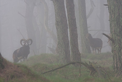 BUITEN BEELD Foto: 79683