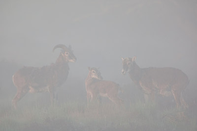 BUITEN BEELD Foto: 79684