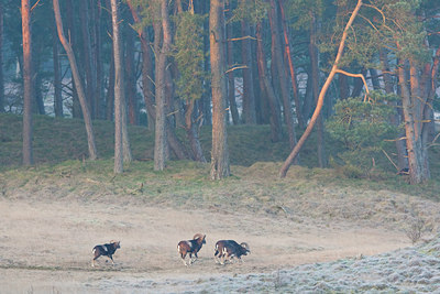 BUITEN BEELD Foto: 79689