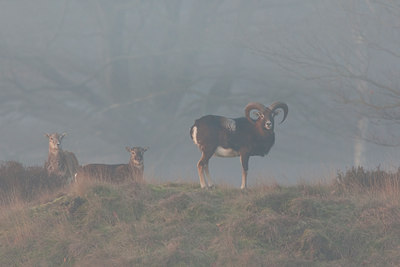 BUITEN BEELD Foto: 79691