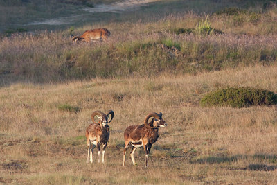 BUITEN BEELD Foto: 79714