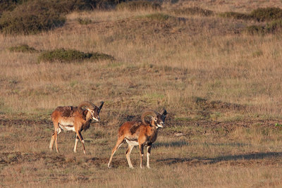 BUITEN BEELD Foto: 79715