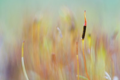 BUITEN BEELD Foto: 79800