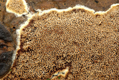 BUITEN BEELD Foto: 79826