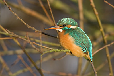 BUITEN BEELD Foto: 79843