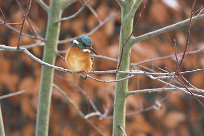 BUITEN BEELD Foto: 79844