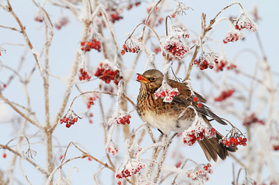 BUITEN BEELD Foto: 79858