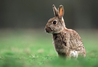 BUITEN BEELD Foto: 79948