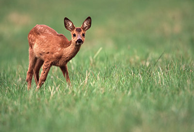 BUITEN BEELD Foto: 79950