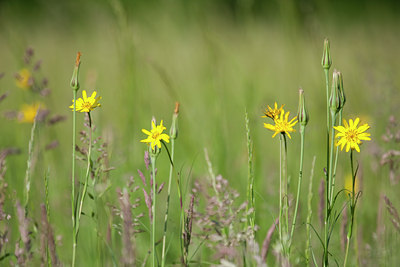 BUITEN BEELD Foto: 80021