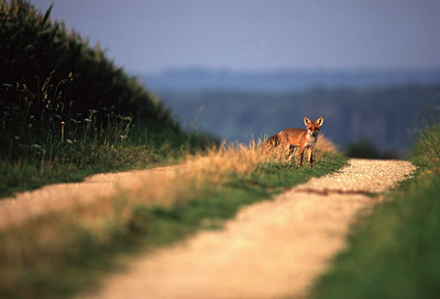 BUITEN BEELD Foto: 80043