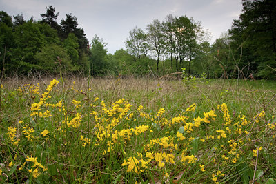 BUITEN BEELD Foto: 80045