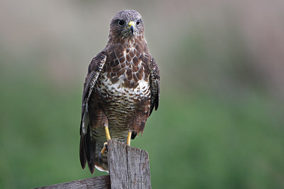 BUITEN BEELD Foto: 80067