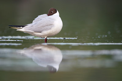 BUITEN BEELD Foto: 80069