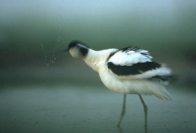 BUITEN BEELD Foto: 80078