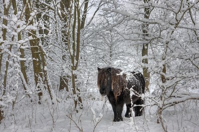 BUITEN BEELD Foto: 80088
