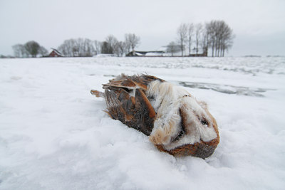 BUITEN BEELD Foto: 80090