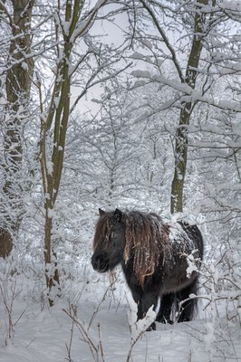 BUITEN BEELD Foto: 80094