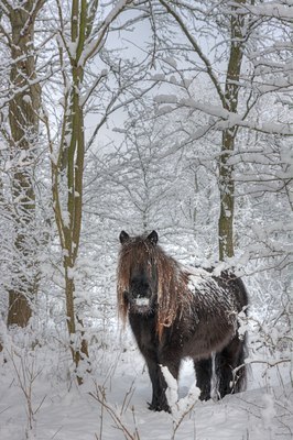 BUITEN BEELD Foto: 80097