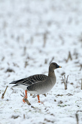BUITEN BEELD Foto: 80128