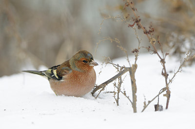 BUITEN BEELD Foto: 80133