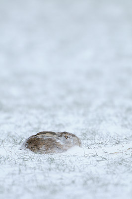 BUITEN BEELD Foto: 80137