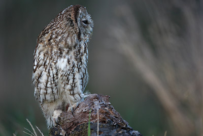 BUITEN BEELD Foto: 80138